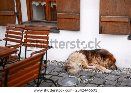 Foto Bild Schlafender Hund Stadt