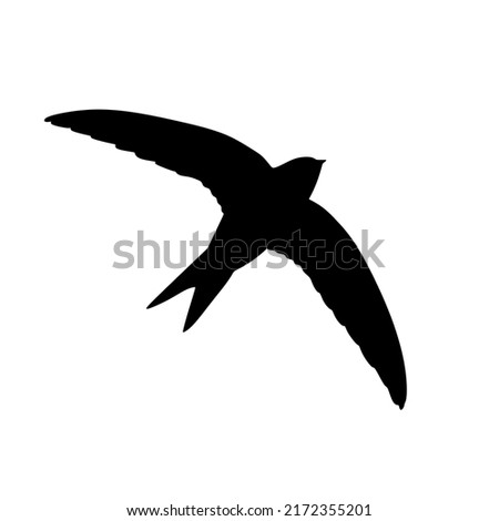 Apus bird silhouette in black. Flying Apus bird silhouette isolated on white background. Vector illustration