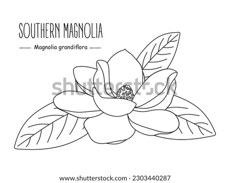 Magnolia Flower Clipart | Free download on ClipArtMag