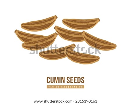Cumin seeds isolated on white background. Herbs and spices concept. Flat illustration of aromatic seasoning ingredient. Cummin or Cummins - flowering plant in the family Apiaceae. Vector illustration