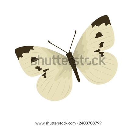 Image, Stock Photo Small cabbage white butterfly in light and shade