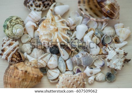 sea shells collection conch shells ez canvas sea shells collection