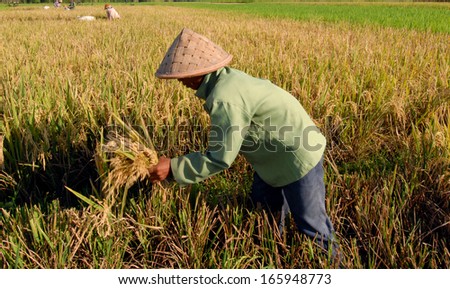 BALI, INDONESIA - FEBRUARY,05: worker man harvesting in a rice field, on February,05, 2005 in Ubud, Bali, Indonesia.