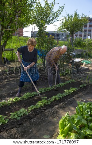 MILAN, ITALY - MAY 03: an elderly couple gardening on a vegetable garden in Milan May 03, 2013.