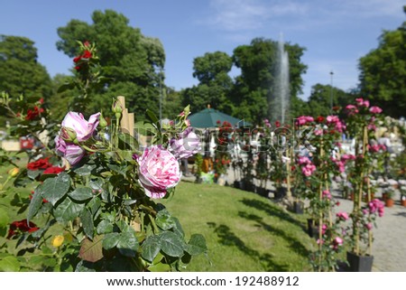 MILAN, ITALY-MAY 09, 2014: pink roses plants, with visitors in the background, during the floral market exhibition Orticola, in Milan.