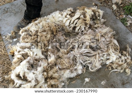 ORGOSOLO, ITALY-AUGUST 15, 2004: wool sheep on the floor after cutting, in Orgosolo.