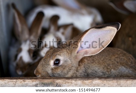 Young rabbit animal farm and breeding.