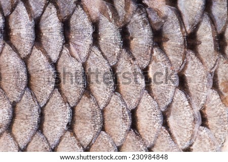 Texture of fish scales close up. Whole background.
