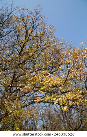 Big autumn oak against blue sky. Whole background.
