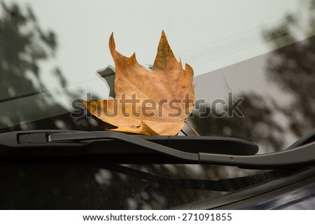 Dry yellow maple leaf on a clear car window, stuck in wiper blade