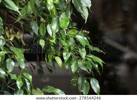 Green laurel tree branch closeup. Can be used as a whole background.