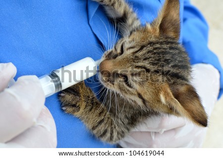 Feeding of a kitten in a shelter for homeless animals