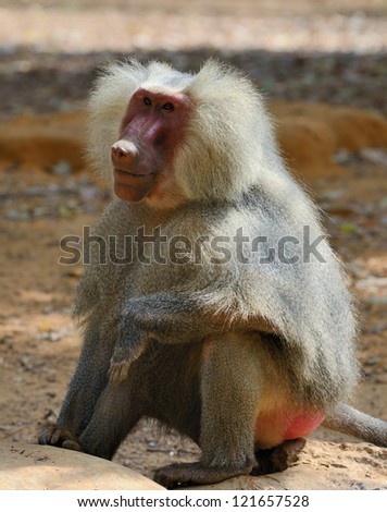 The hamadryas baboon (Papio hamadryas) is a species of baboon, being native to the Horn of Africa and the southwestern tip of the Arabian Peninsula.