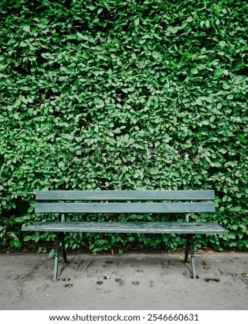 Similar – Image, Stock Photo Ivy vines enjoy the sun on a wooden board wall.