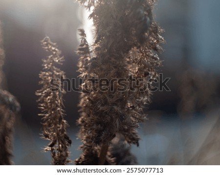 Similar – Image, Stock Photo dried up brown inflorescences with glittering snow hood and closed snow cover in the background