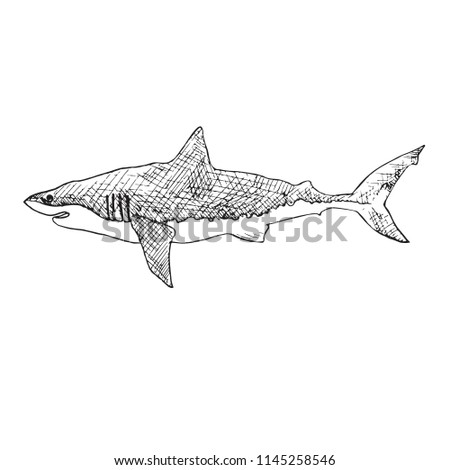 White shark, hand drawn doodle, sketch, vector outline illustration