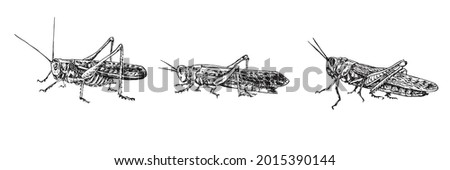 Moroccan locust (Dociostaurus maroccanus), Desert locust (Schistocerca gregaria), Migratory locust (Locusta migratoria) sitting side view,  gravure style ink drawing illustration isolated on white