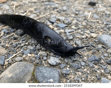 Similar – Foto Bild Nacktschnecke kriecht vor einem Auto über einen Weg