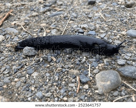 Similar – Foto Bild Nacktschnecke kriecht vor einem Auto über einen Weg