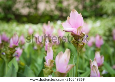 Close up of siam tulip flowers