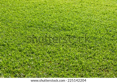 Grass in the garden texture