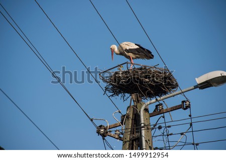 Similar – Image, Stock Photo a stork nest somewhere in Brandenburg