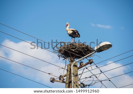 Similar – Image, Stock Photo a stork nest somewhere in Brandenburg