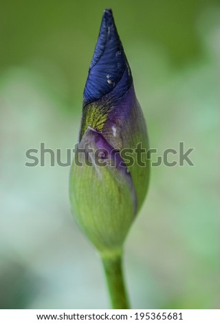 Purple Iris Budding Flower