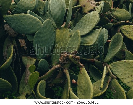 Similar – Image, Stock Photo Large cacti in a greenhouse under a glass roof