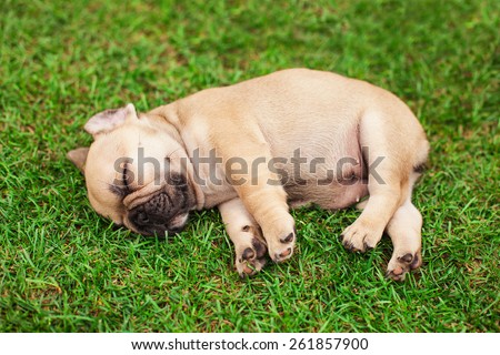 little sleeping French bulldog puppy lying on a beautiful green grass