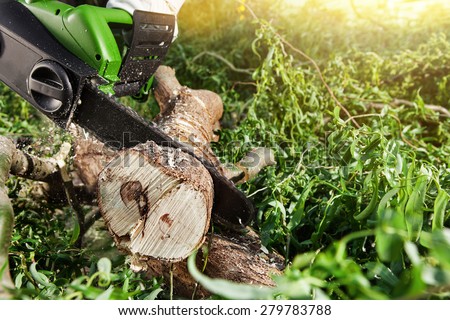 man (lumberjack) cutting trees using an electrical chainsaw in forest
