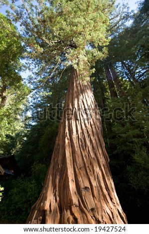 Big Basin Redwood State Park Trees in Santa Cruz California - super wide angle view.