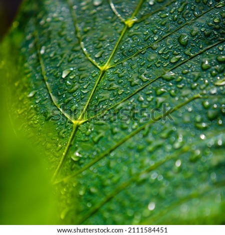 The water droplets from the rain stuck on the green leaves after the rain is the freshness of nature.