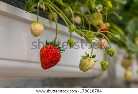 Rows of ripe and unripe green and red strawberries in a greenhouse against