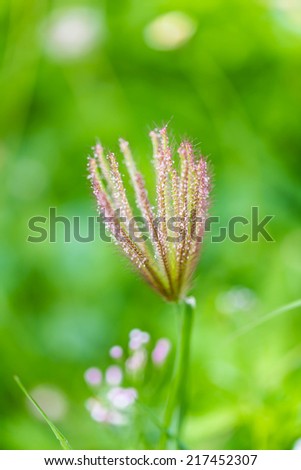Brown flower grass on green yard background