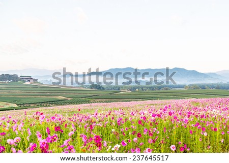 Beautiful Cosmos Flower and Tea Plantation