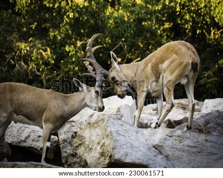 2 mountain goats (Ibex) fighting and knocking horns on rocks with trees in the background - side view