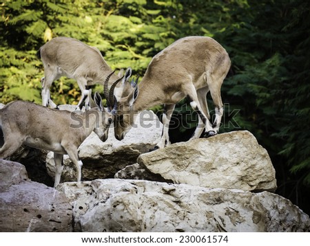 3 mountain goats (Ibex) playing with their horns together on rocks with trees in the background - side view