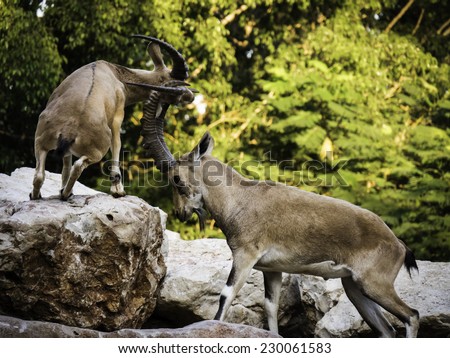 2 mountain goats (Ibex) fighting with horns on rocks with trees in the background - side view