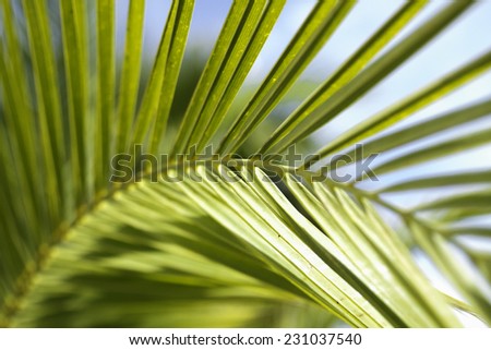 A curved Palm tree branch on a sunny day with a blue sky and white clouds