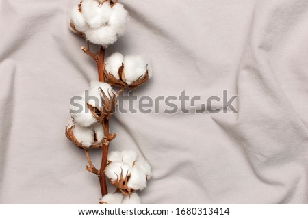 Flat lay Beautiful cotton branch on gray fabric top view copy space. Natural cotton fabric texture. Delicate white cotton flowers. Light color cotton background. Eco textiles