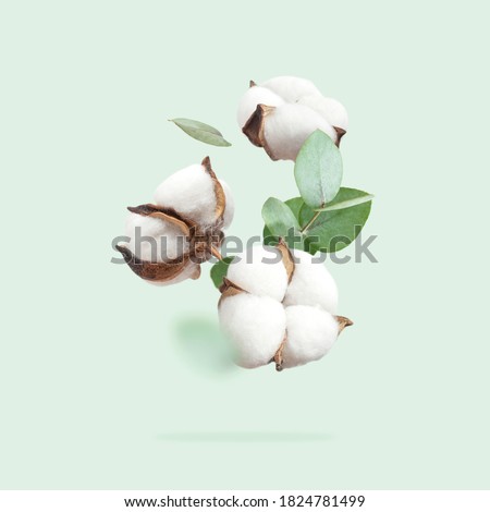 Flying cotton flowers, green twigs of eucalyptus on mint green background. Creative Floral background with cotton, delicate flowers of fluffy cotton. Flat lay flowers composition, greeting card