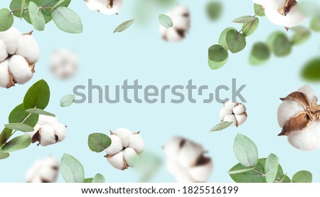 Creative Floral background with cotton. Frame made of Flying cotton flowers, green twigs of eucalyptus on blue background, delicate flowers of fluffy cotton. Flat lay flowers composition greeting card