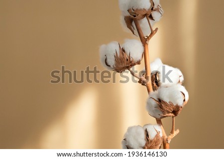 Branch white cotton flowers with sun glare on beige background flat lay. Delicate light beauty cotton background. Natural organic fiber, agriculture, cotton seeds, raw materials for making fabric