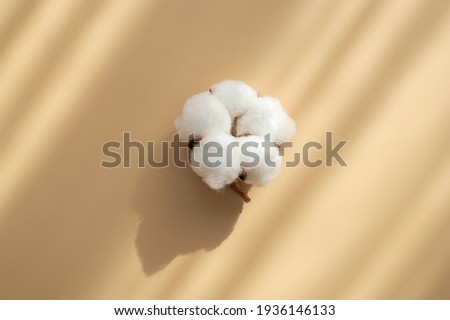 White cotton flower with sun shadows on beige background flat lay top view. Delicate light beauty cotton background. Natural organic fiber, agriculture, cotton seeds, raw materials for fabric
