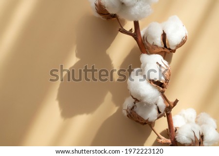 Branch with white cotton flowers with sun shadows on beige background flat lay. Delicate light beauty cotton background. Natural organic fiber, agriculture, cotton seeds, raw materials for fabric