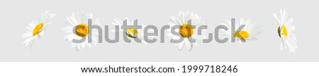 Similar – Image, Stock Photo daisies Marguerite