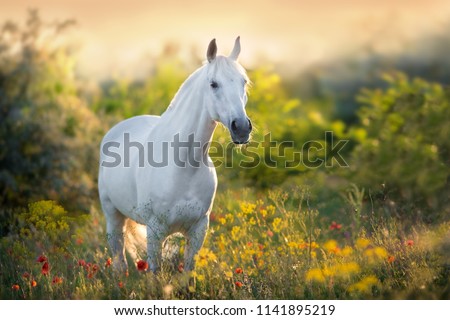 Similar – Image, Stock Photo beautiful white horse portrait