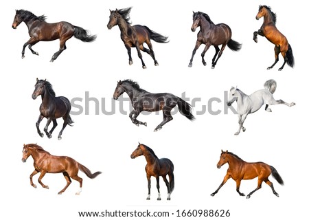 Horse collection isolated on white background Сток-фото © 