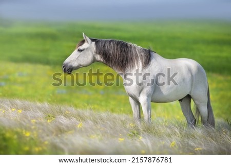 Similar – Image, Stock Photo horses in the sunset